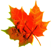 Maple Leaf